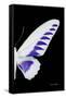 Miss Butterfly Brookiana - X-Ray Right Black Edition-Philippe Hugonnard-Framed Stretched Canvas