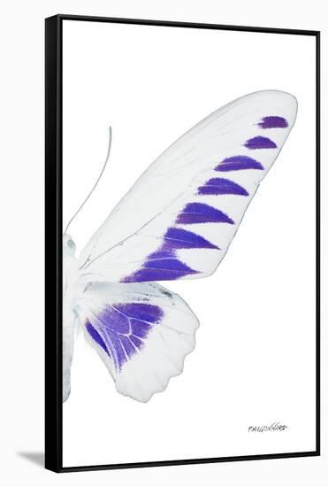Miss Butterfly Brookiana - X-Ray Right White Edition-Philippe Hugonnard-Framed Stretched Canvas