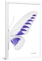 Miss Butterfly Brookiana - X-Ray Right White Edition-Philippe Hugonnard-Framed Photographic Print