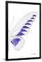 Miss Butterfly Brookiana - X-Ray Right White Edition-Philippe Hugonnard-Framed Photographic Print