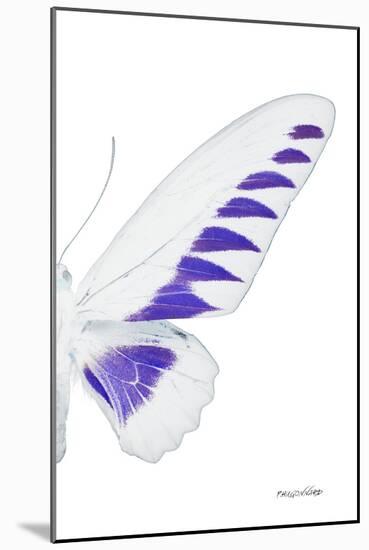 Miss Butterfly Brookiana - X-Ray Right White Edition-Philippe Hugonnard-Mounted Photographic Print