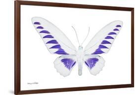 Miss Butterfly Brookiana - X-Ray White Edition-Philippe Hugonnard-Framed Photographic Print