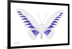 Miss Butterfly Brookiana - X-Ray White Edition-Philippe Hugonnard-Framed Photographic Print