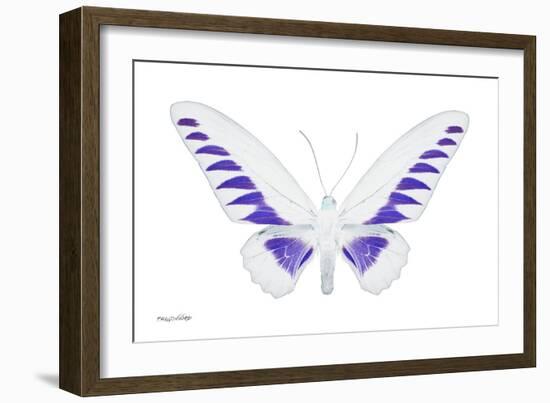 Miss Butterfly Brookiana - X-Ray White Edition-Philippe Hugonnard-Framed Photographic Print