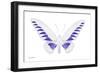 Miss Butterfly Brookiana - X-Ray White Edition-Philippe Hugonnard-Framed Photographic Print