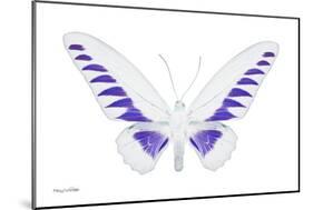 Miss Butterfly Brookiana - X-Ray White Edition-Philippe Hugonnard-Mounted Photographic Print