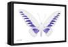 Miss Butterfly Brookiana - X-Ray White Edition-Philippe Hugonnard-Framed Stretched Canvas