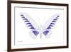 Miss Butterfly Brookiana - X-Ray White Edition-Philippe Hugonnard-Framed Photographic Print