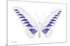 Miss Butterfly Brookiana - X-Ray White Edition-Philippe Hugonnard-Mounted Photographic Print