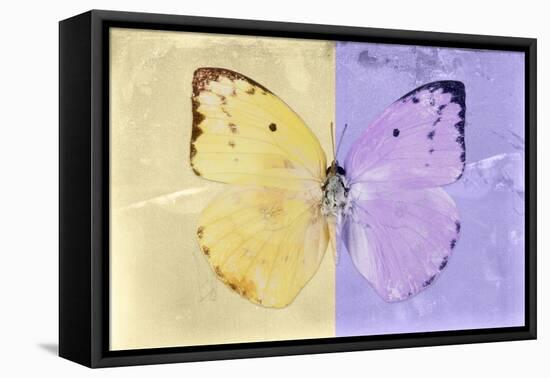 Miss Butterfly Catopsilia - Gold & Mauve-Philippe Hugonnard-Framed Stretched Canvas