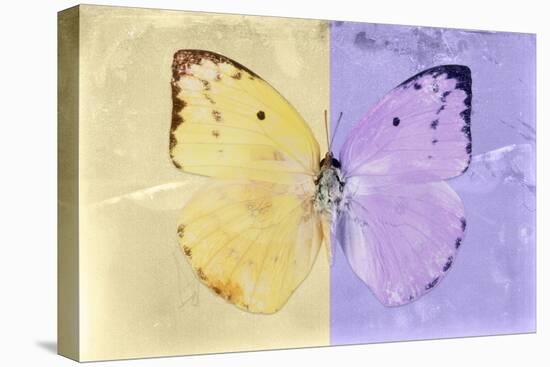 Miss Butterfly Catopsilia - Gold & Mauve-Philippe Hugonnard-Stretched Canvas