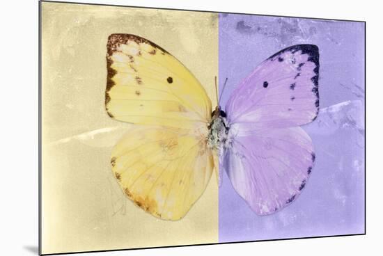 Miss Butterfly Catopsilia - Gold & Mauve-Philippe Hugonnard-Mounted Photographic Print