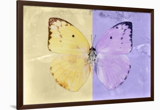 Miss Butterfly Catopsilia - Gold & Mauve-Philippe Hugonnard-Framed Photographic Print