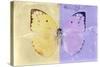 Miss Butterfly Catopsilia - Gold & Mauve-Philippe Hugonnard-Stretched Canvas