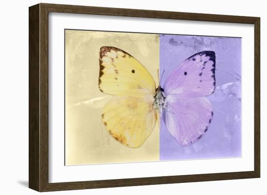 Miss Butterfly Catopsilia - Gold & Mauve-Philippe Hugonnard-Framed Photographic Print