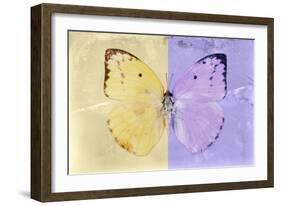 Miss Butterfly Catopsilia - Gold & Mauve-Philippe Hugonnard-Framed Photographic Print