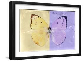 Miss Butterfly Catopsilia - Gold & Mauve-Philippe Hugonnard-Framed Photographic Print