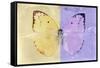 Miss Butterfly Catopsilia - Gold & Mauve-Philippe Hugonnard-Framed Stretched Canvas