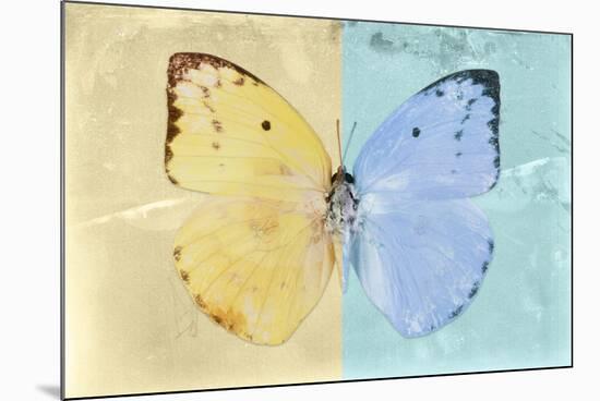 Miss Butterfly Catopsilia - Gold & Turquoise-Philippe Hugonnard-Mounted Photographic Print