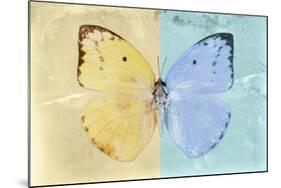 Miss Butterfly Catopsilia - Gold & Turquoise-Philippe Hugonnard-Mounted Photographic Print