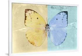 Miss Butterfly Catopsilia - Gold & Turquoise-Philippe Hugonnard-Framed Photographic Print