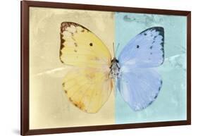 Miss Butterfly Catopsilia - Gold & Turquoise-Philippe Hugonnard-Framed Photographic Print