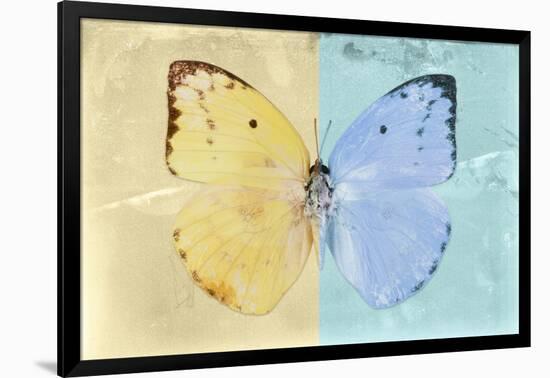 Miss Butterfly Catopsilia - Gold & Turquoise-Philippe Hugonnard-Framed Photographic Print