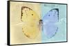 Miss Butterfly Catopsilia - Gold & Turquoise-Philippe Hugonnard-Framed Stretched Canvas