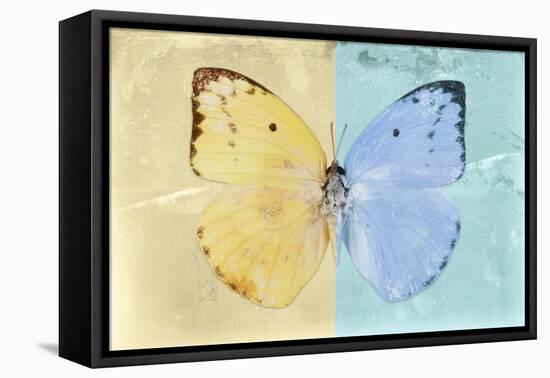 Miss Butterfly Catopsilia - Gold & Turquoise-Philippe Hugonnard-Framed Stretched Canvas