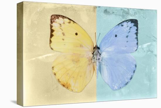 Miss Butterfly Catopsilia - Gold & Turquoise-Philippe Hugonnard-Stretched Canvas