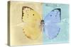 Miss Butterfly Catopsilia - Gold & Turquoise-Philippe Hugonnard-Stretched Canvas