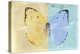 Miss Butterfly Catopsilia - Gold & Turquoise-Philippe Hugonnard-Stretched Canvas