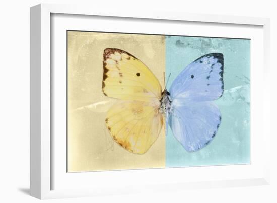 Miss Butterfly Catopsilia - Gold & Turquoise-Philippe Hugonnard-Framed Photographic Print