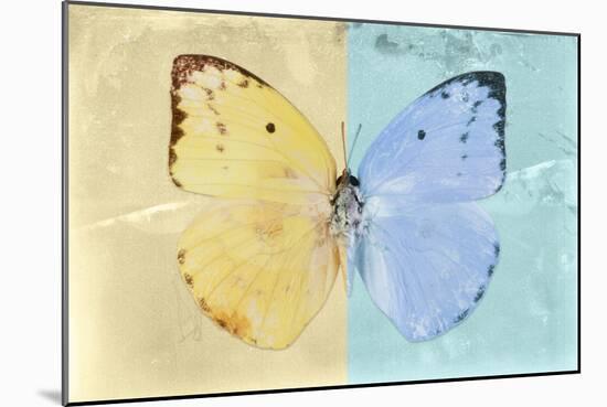 Miss Butterfly Catopsilia - Gold & Turquoise-Philippe Hugonnard-Mounted Photographic Print