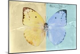 Miss Butterfly Catopsilia - Gold & Turquoise-Philippe Hugonnard-Mounted Photographic Print