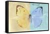 Miss Butterfly Catopsilia - Gold & Turquoise-Philippe Hugonnard-Framed Stretched Canvas