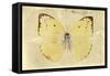 Miss Butterfly Catopsilia - Gold-Philippe Hugonnard-Framed Stretched Canvas