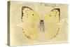 Miss Butterfly Catopsilia - Gold-Philippe Hugonnard-Stretched Canvas