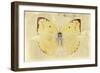 Miss Butterfly Catopsilia - Gold-Philippe Hugonnard-Framed Photographic Print