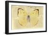 Miss Butterfly Catopsilia - Gold-Philippe Hugonnard-Framed Photographic Print
