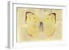 Miss Butterfly Catopsilia - Gold-Philippe Hugonnard-Framed Photographic Print