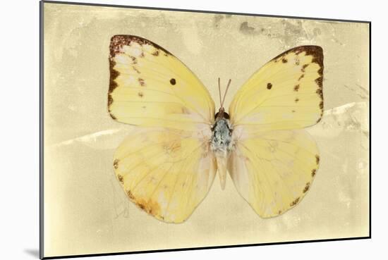 Miss Butterfly Catopsilia - Gold-Philippe Hugonnard-Mounted Photographic Print