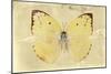 Miss Butterfly Catopsilia - Gold-Philippe Hugonnard-Mounted Photographic Print