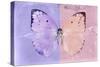 Miss Butterfly Catopsilia - Mauve & Pale Violet-Philippe Hugonnard-Stretched Canvas