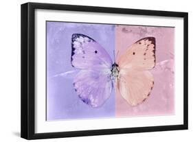 Miss Butterfly Catopsilia - Mauve & Pale Violet-Philippe Hugonnard-Framed Photographic Print