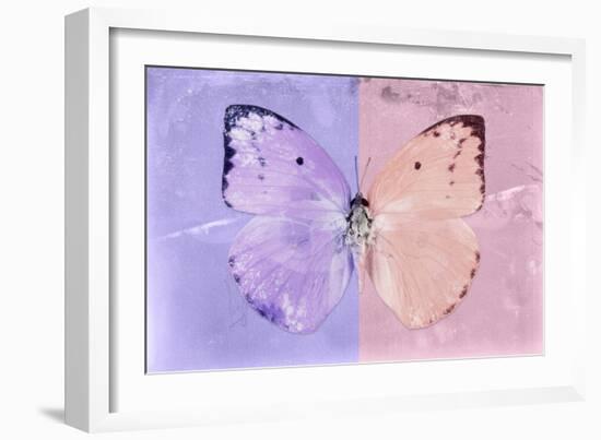 Miss Butterfly Catopsilia - Mauve & Pale Violet-Philippe Hugonnard-Framed Photographic Print