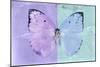 Miss Butterfly Catopsilia - Mauve & Turquoise-Philippe Hugonnard-Mounted Photographic Print