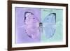 Miss Butterfly Catopsilia - Mauve & Turquoise-Philippe Hugonnard-Framed Photographic Print