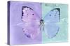 Miss Butterfly Catopsilia - Mauve & Turquoise-Philippe Hugonnard-Stretched Canvas