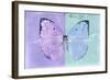 Miss Butterfly Catopsilia - Mauve & Turquoise-Philippe Hugonnard-Framed Photographic Print